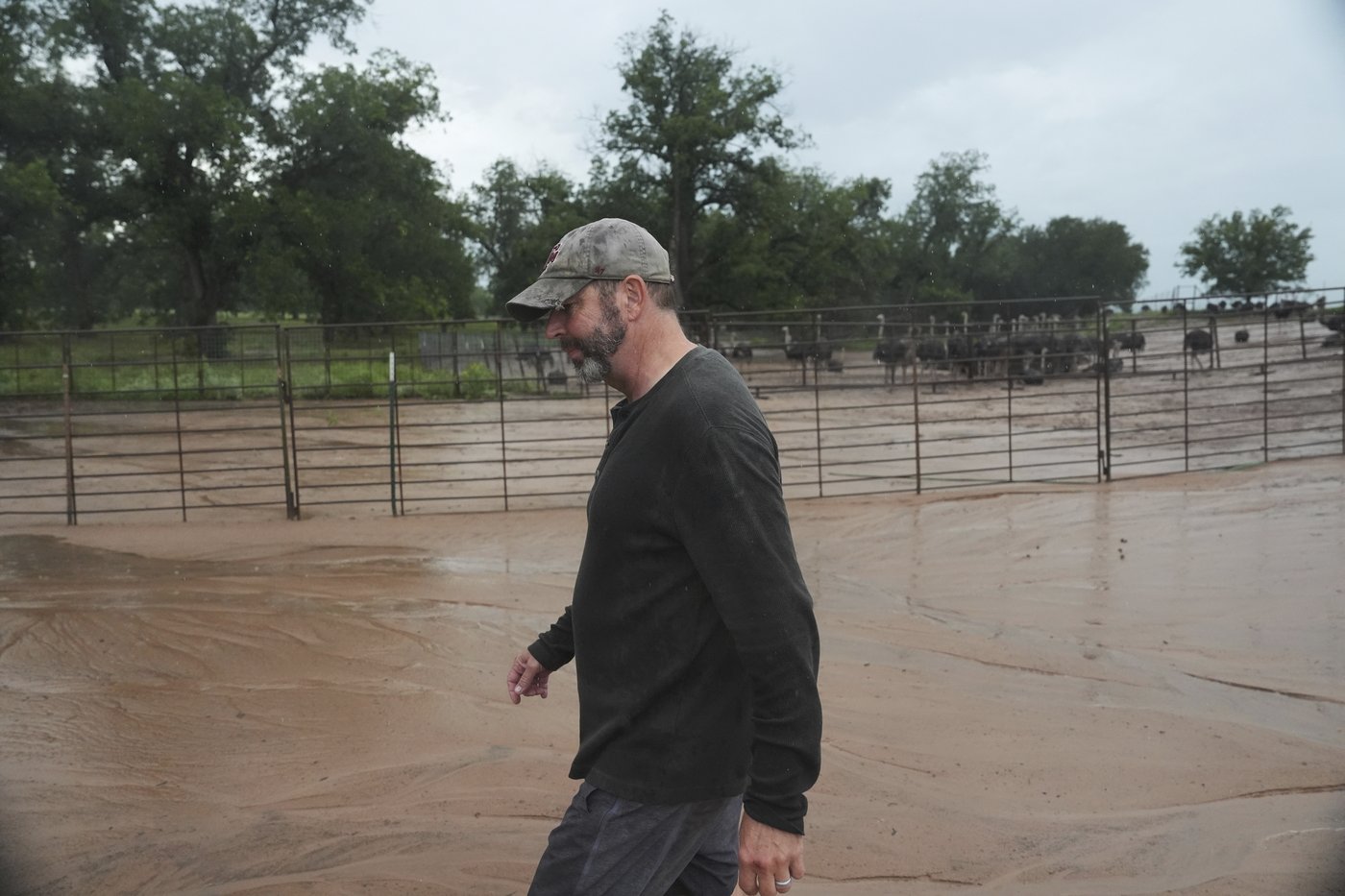 Texas floodwaters damaged crops and endangered livestock. Now farmers and ranchers are cleaning up | iNFOnews.ca Texas floodwaters damaged crops and endangered livestock. Now farmers and ranchers are cleaning up | iNFOnews.ca