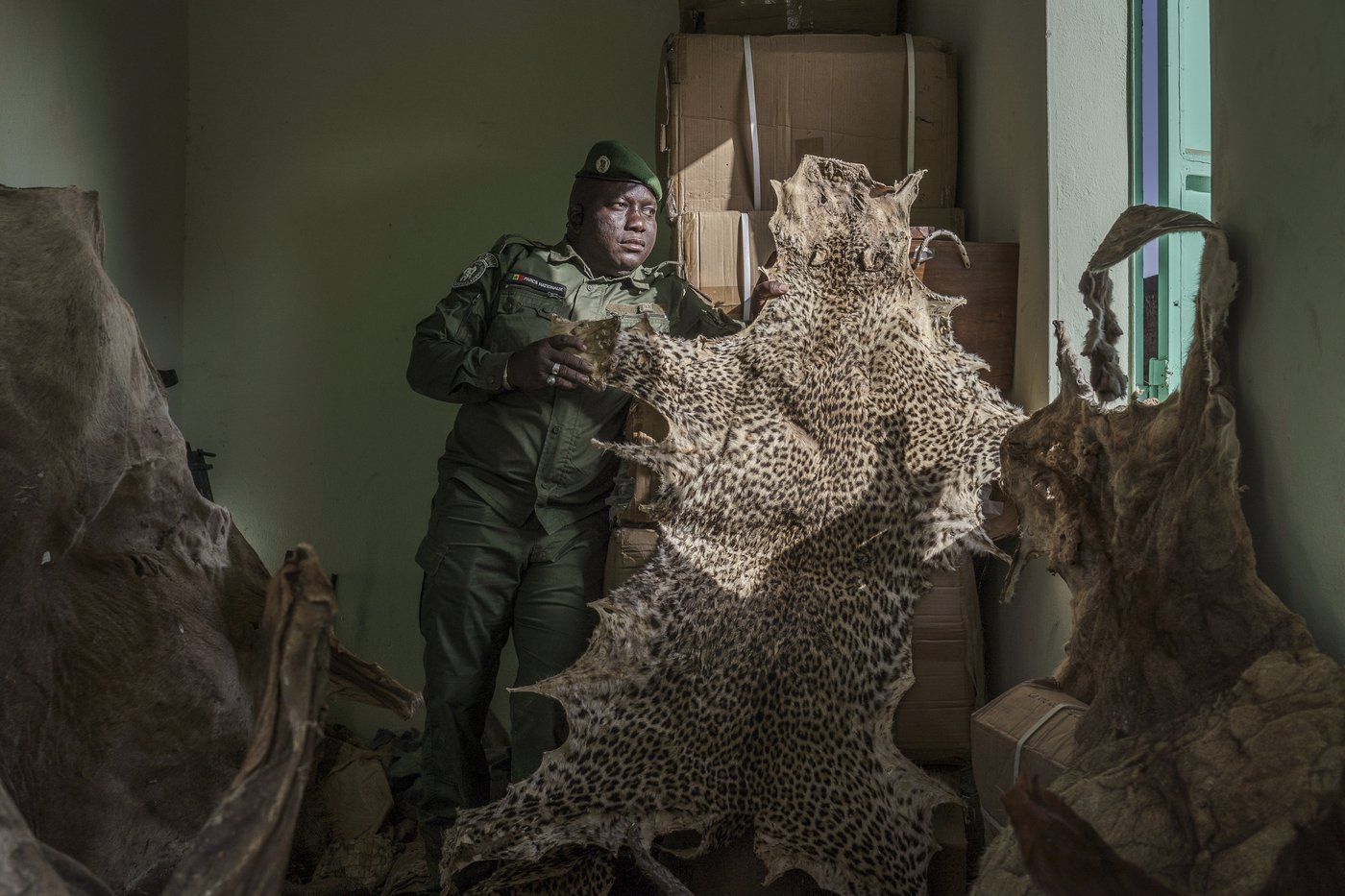 Mystical beliefs fuel Senegal’s illegal big cat trade and threaten lion’s survival in West Africa | iNFOnews.ca