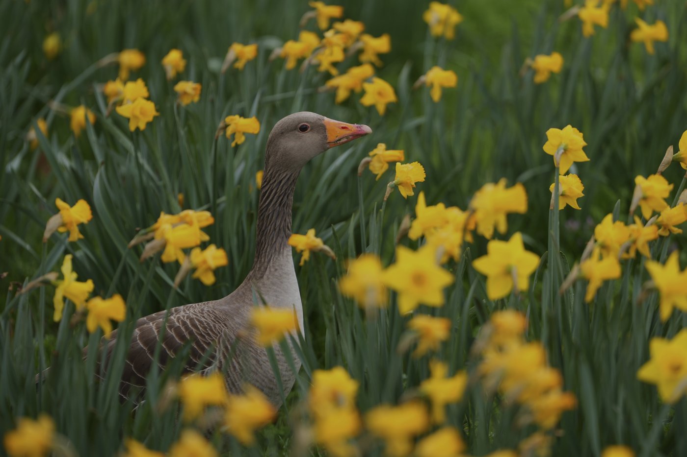 PHOTO COLLECTION: Spring | iNFOnews.ca