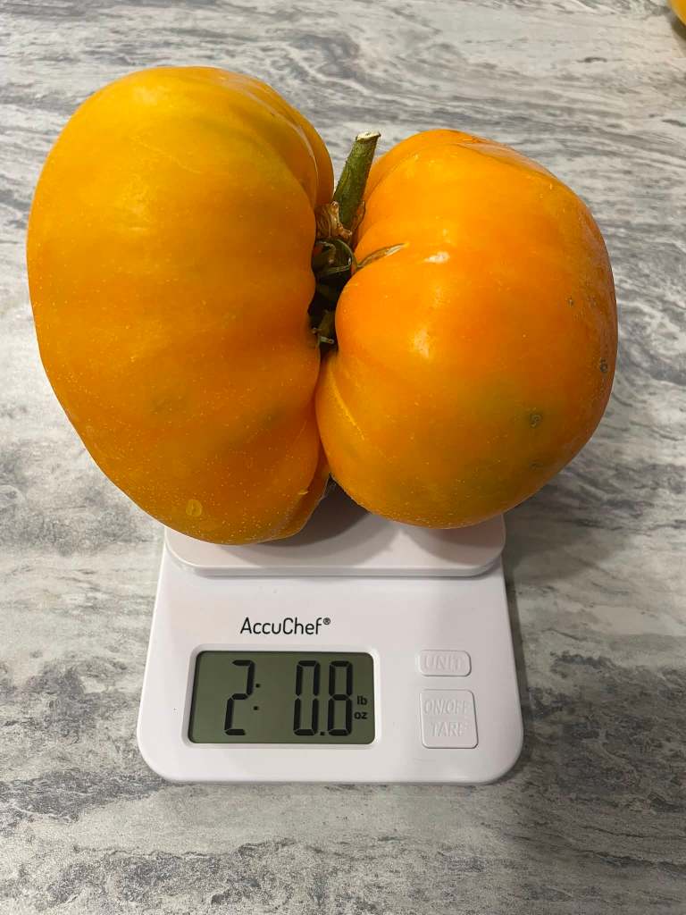 iN PHOTOS: The biggest eggplant in Kelowna and other Thompson-Okanagan veggie tales | iNwine