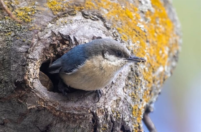 iN PHOTOS: Birds spotted building nests in Kamloops, Okanagan | iNFOnews.ca iN PHOTOS: Birds spotted building nests in Kamloops, Okanagan | iNFOnews.ca