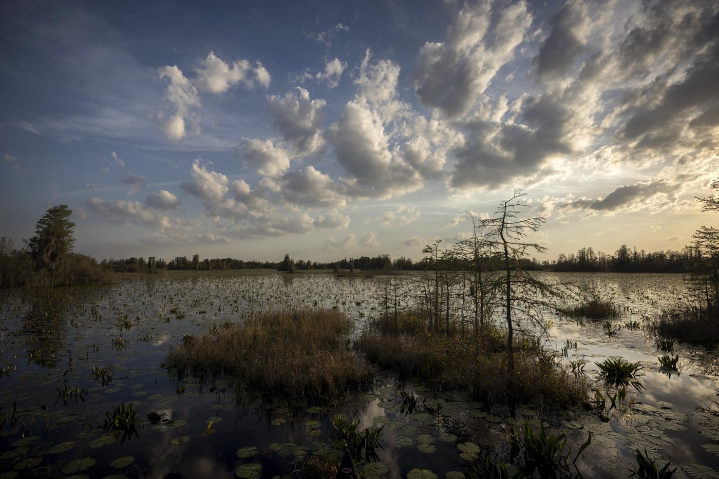 Conservation group makes $60M land deal to end mining threat outside Okefenokee Swamp | iNFOnews.ca
