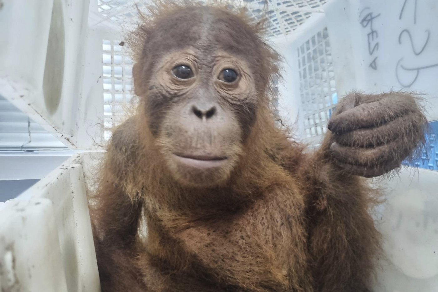 Thai police rescue 2 baby orangutans and arrest a trafficking suspect | iNFOnews.ca Thai police rescue 2 baby orangutans and arrest a trafficking suspect | iNFOnews.ca