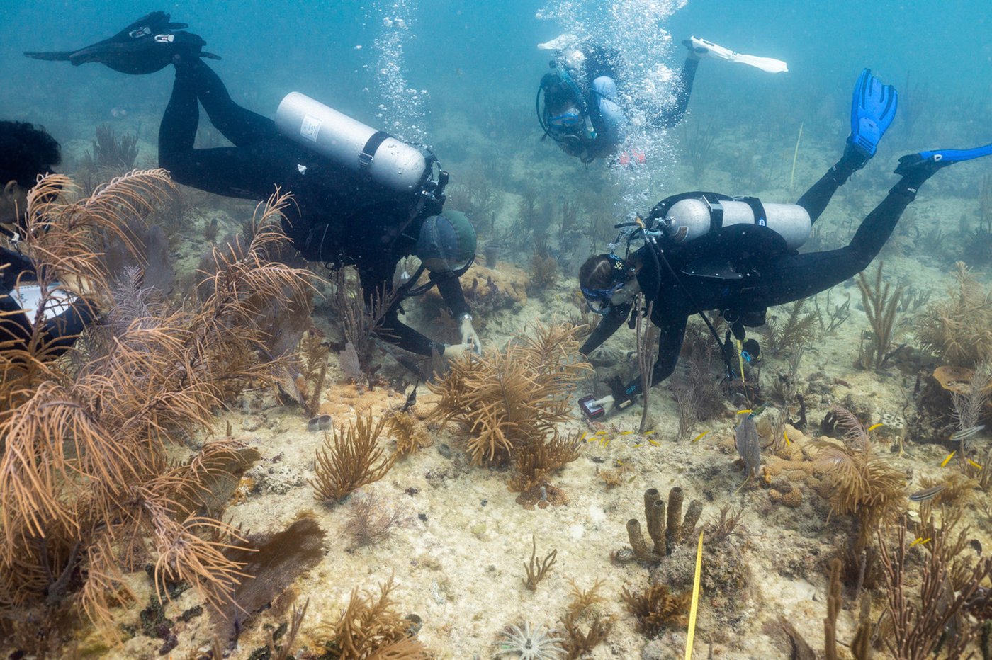 Scientists transplant crossbred corals to help save Miami's reefs from climate change | iNFOnews.ca