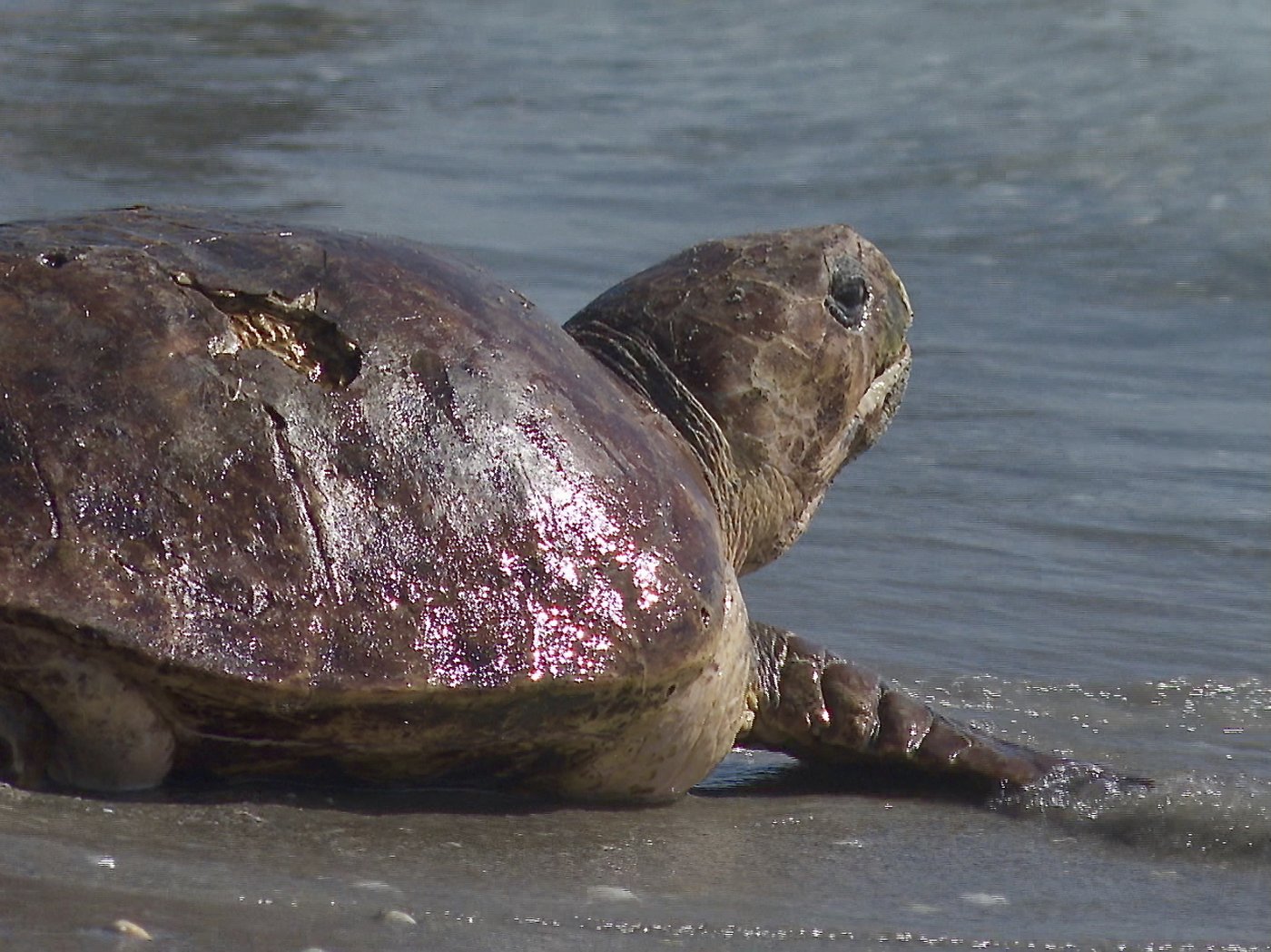 Massive sea turtle returns to the ocean off Florida after treatment for a boat strike | iNFOnews.ca