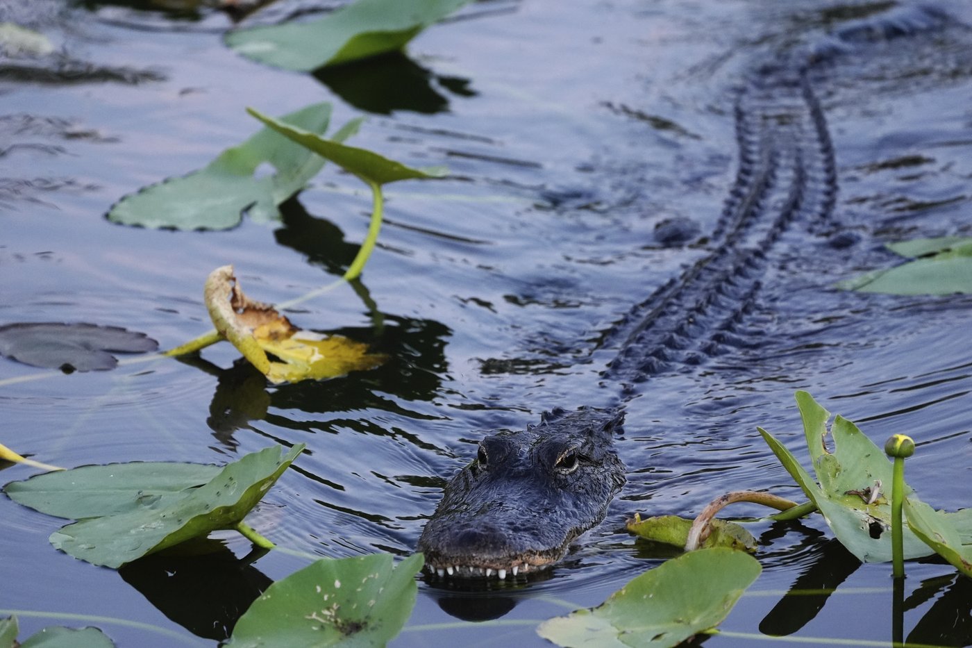 In Florida, a race is on to save the Everglades and protect a key source of drinking water | iNFOnews.ca In Florida, a race is on to save the Everglades and protect a key source of drinking water | iNFOnews.ca
