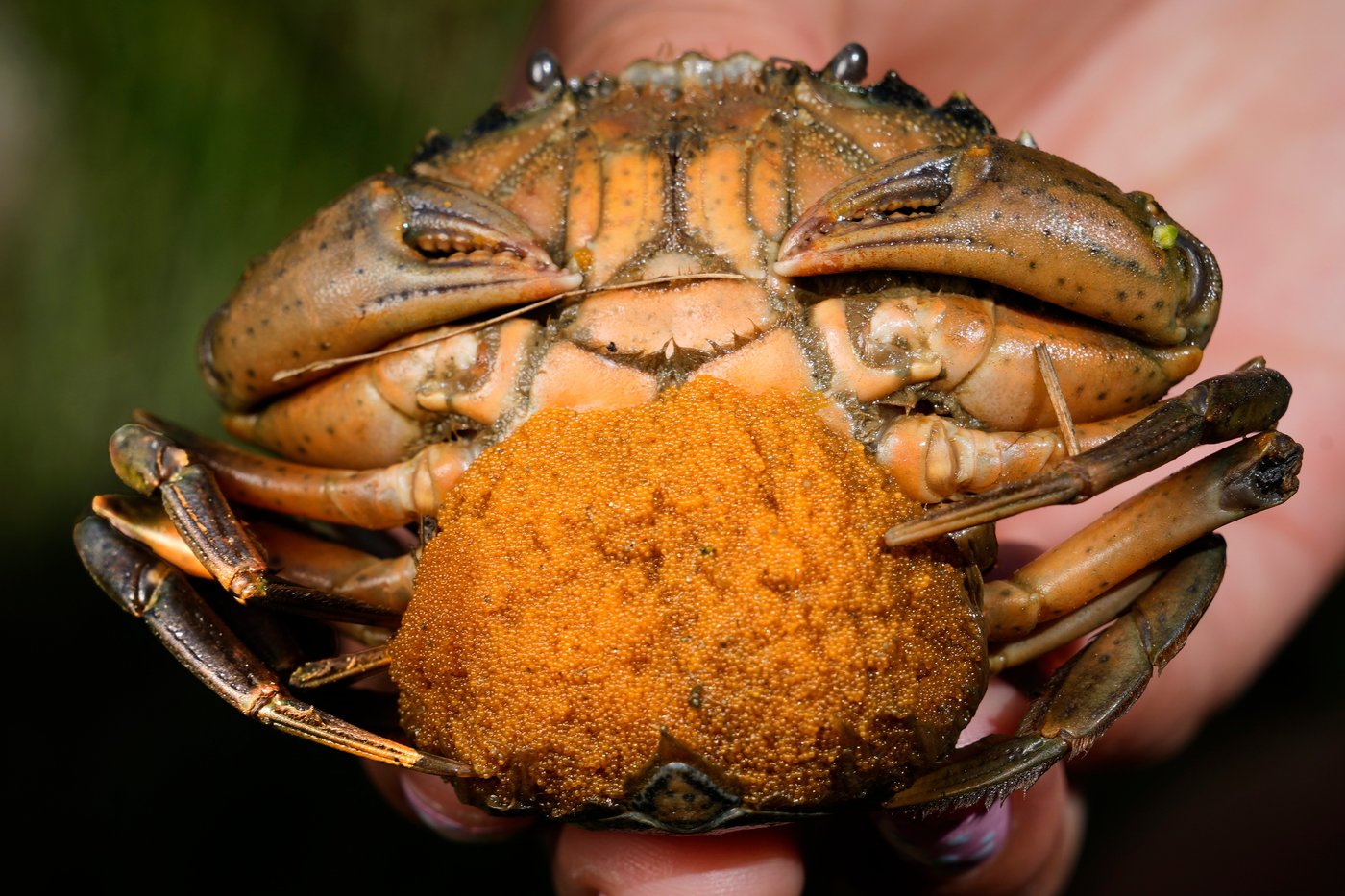 Invasive green crabs are bad for the environment, so New Englanders are starting to eat more of them | iNwine Invasive green crabs are bad for the environment, so New Englanders are starting to eat more of them | iNwine