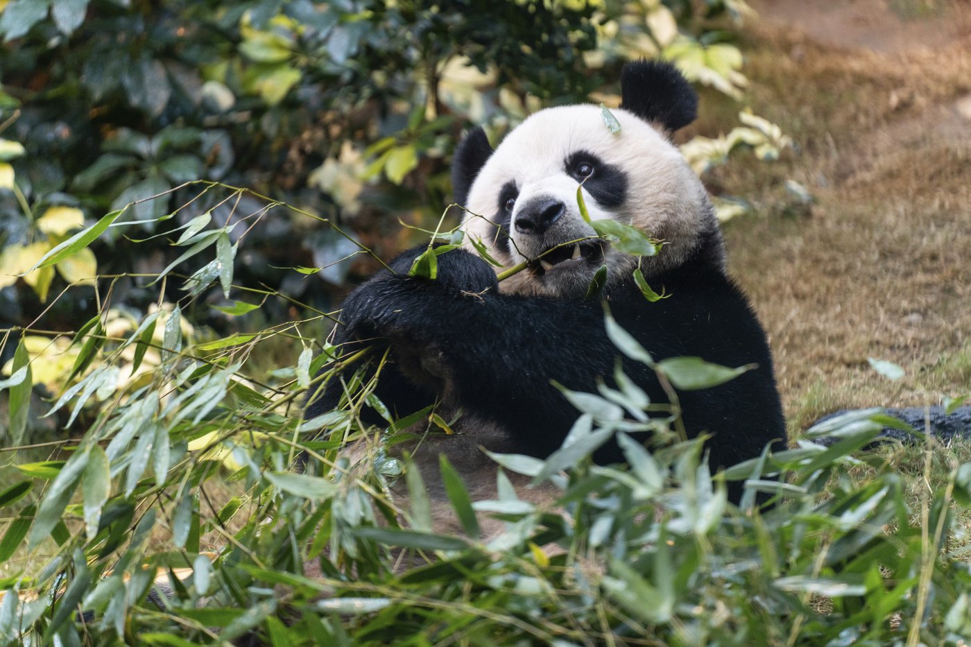Hong Kong launches panda sculpture tour as the city hopes the bear craze boosts tourism | iNFOnews.ca