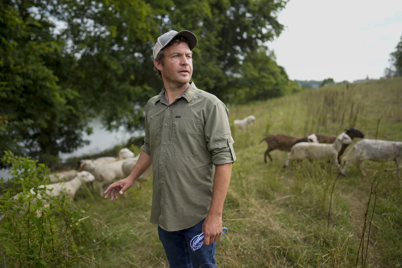 Cities are using sheep to graze in urban landscapes and people love it | iNFOnews.ca