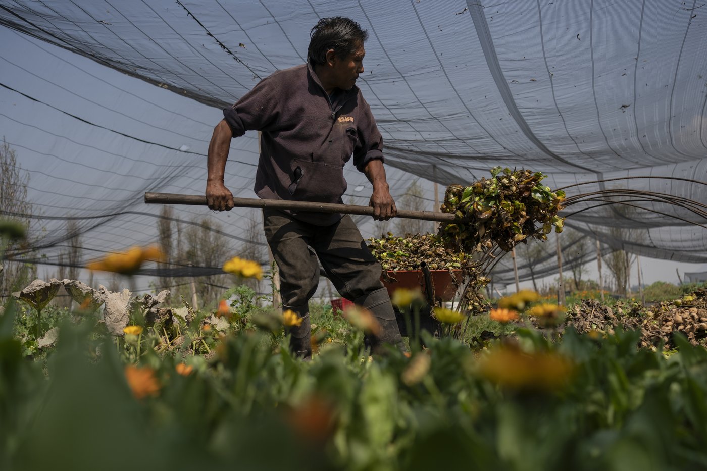 Mexico City’s floating gardens have fed people for hundreds of years. Now they’re threatened | iNFOnews.ca Mexico City’s floating gardens have fed people for hundreds of years. Now they’re threatened | iNFOnews.ca