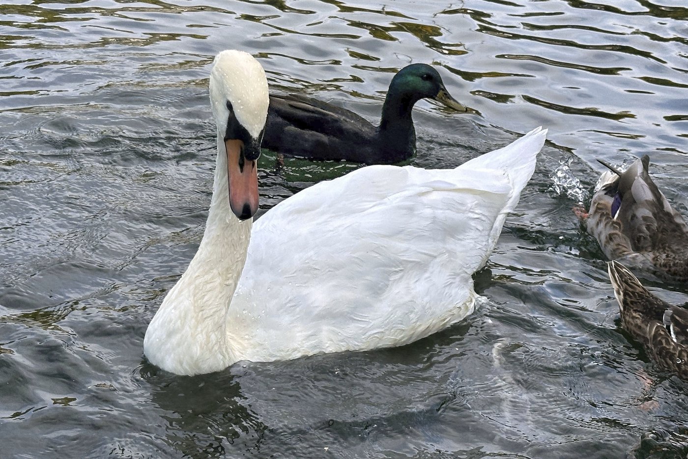 A New York village known for its majestic mute swans faces a difficult choice after one is killed | iNFOnews.ca