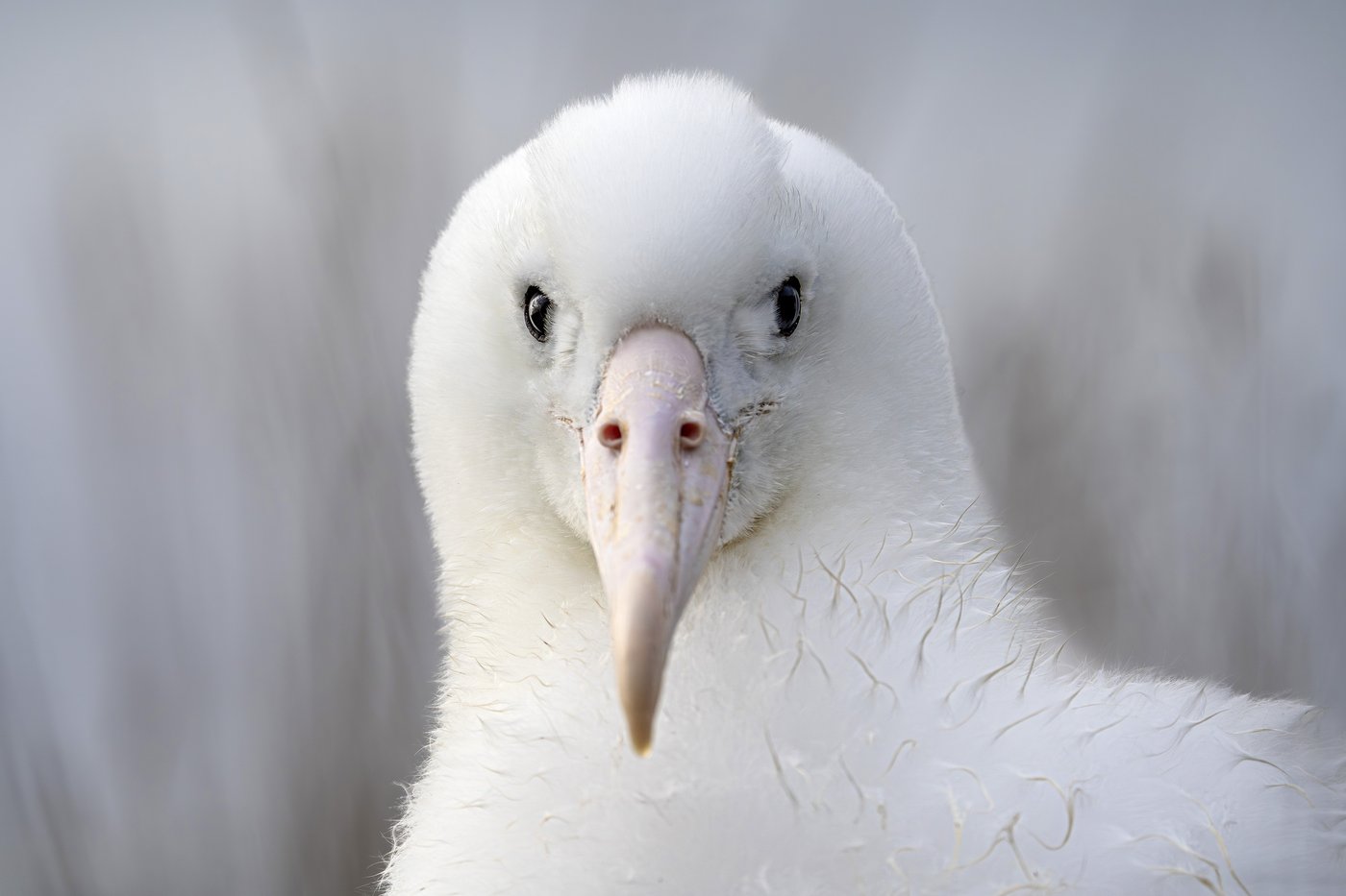 An albatross couple shares egg duty in this captivating low-drama reality show | iNFOnews.ca An albatross couple shares egg duty in this captivating low-drama reality show | iNFOnews.ca