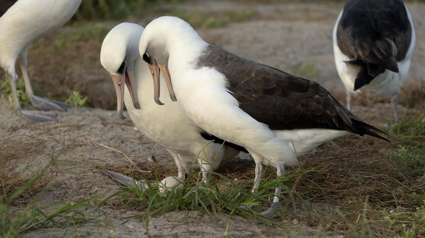 World's oldest-known wild bird lays an egg in Hawaii at age 74 | iNFOnews.ca World's oldest-known wild bird lays an egg in Hawaii at age 74 | iNFOnews.ca