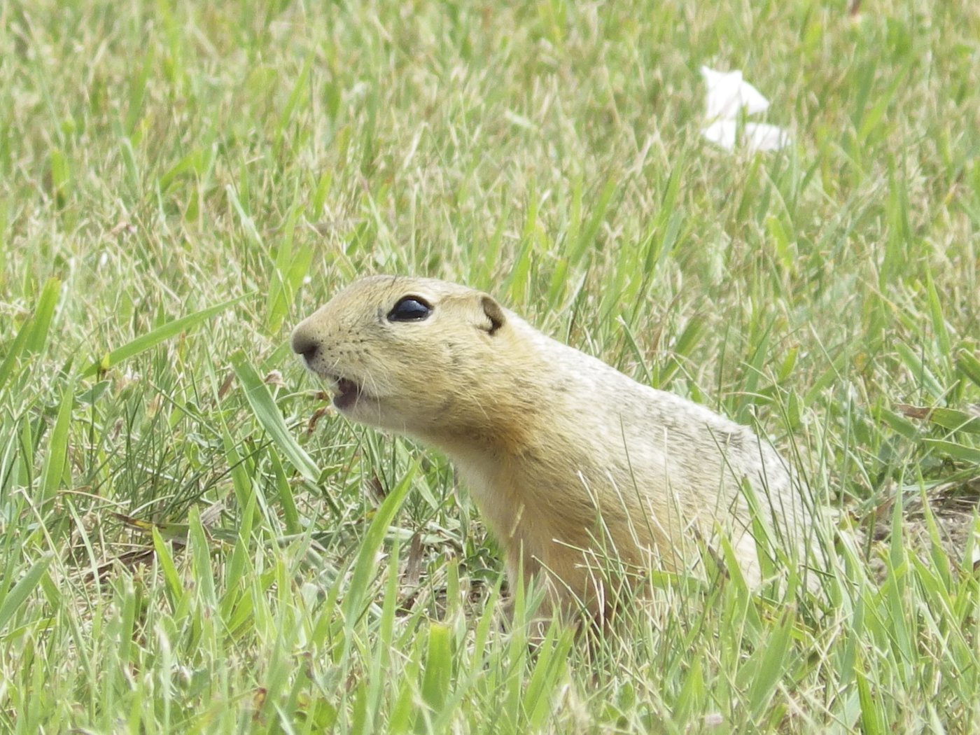 Ground squirrels are taking over a North Dakota city and officials are not amused | iNFOnews.ca Ground squirrels are taking over a North Dakota city and officials are not amused | iNFOnews.ca