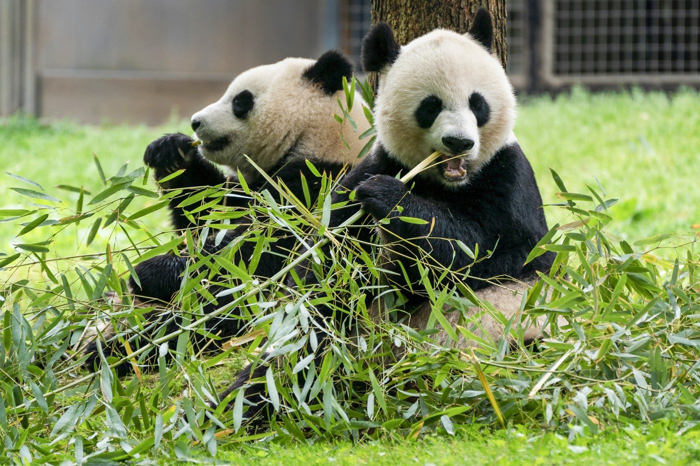 Pandas arrive at National Zoo, but won't be ready for public debut until January | iNFOnews.ca Pandas arrive at National Zoo, but won't be ready for public debut until January | iNFOnews.ca