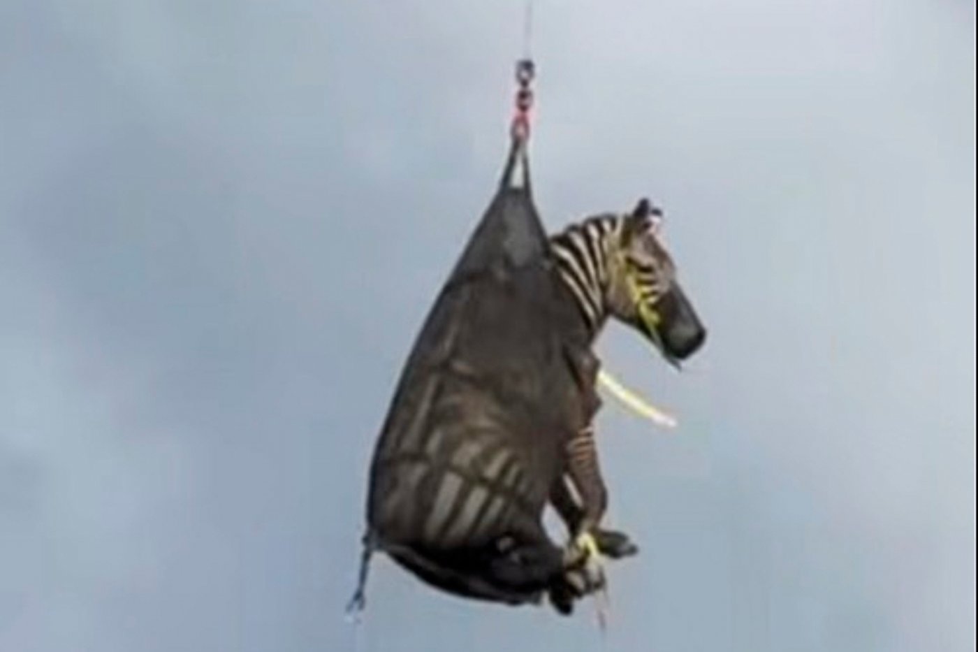 A runaway pet zebra has been captured in Tennessee | iNFOnews.ca
