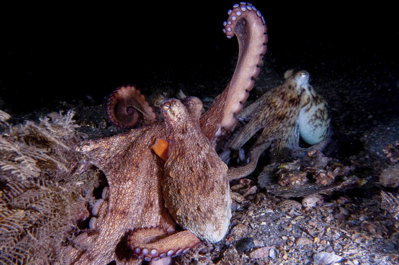 How to use 8 arms? Octopuses tend to explore with their front limbs | iNFOnews.ca