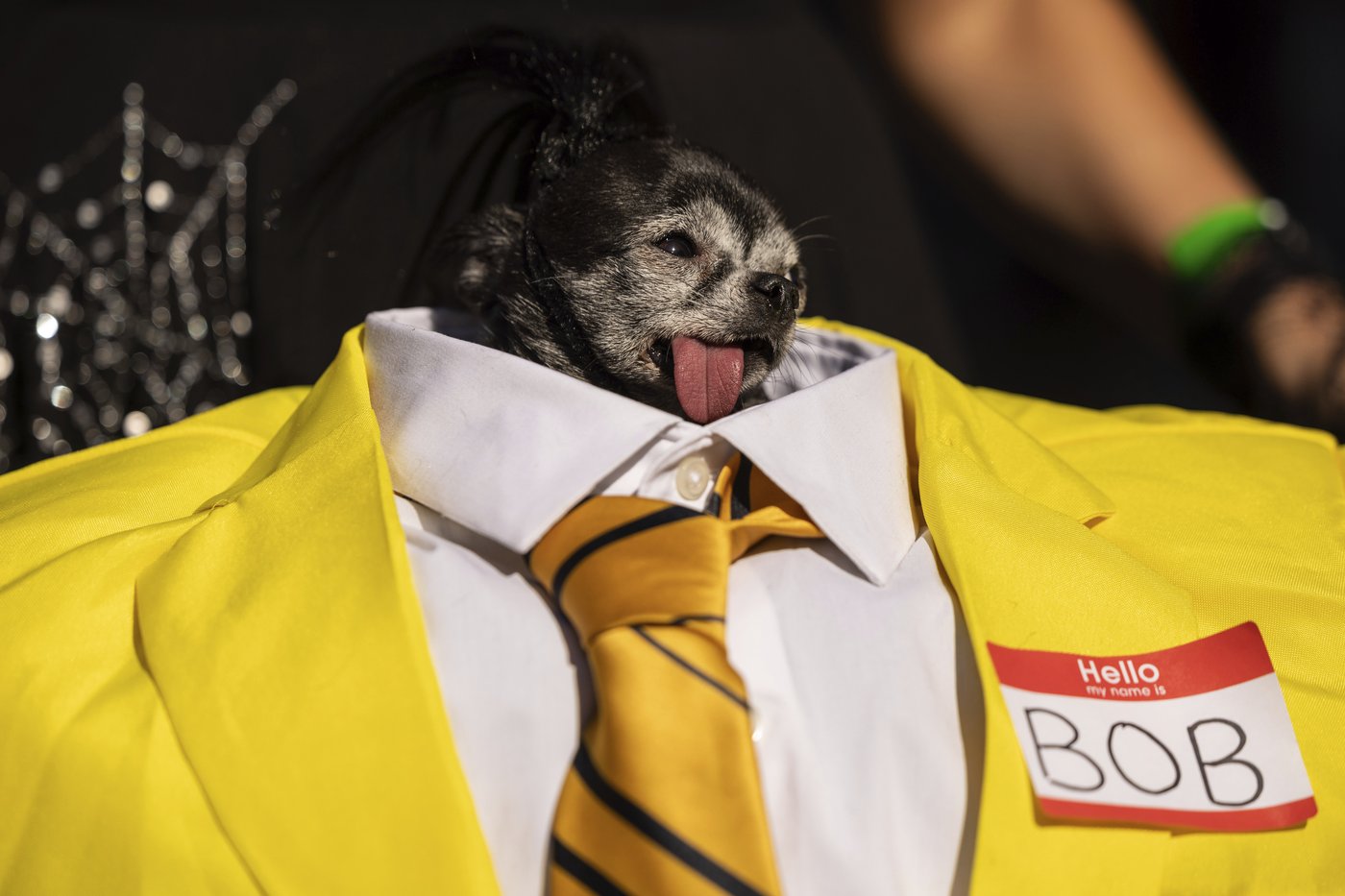 Pups on parade: Dogs dressed to the nines for annual New York City Halloween event | iNFOnews.ca