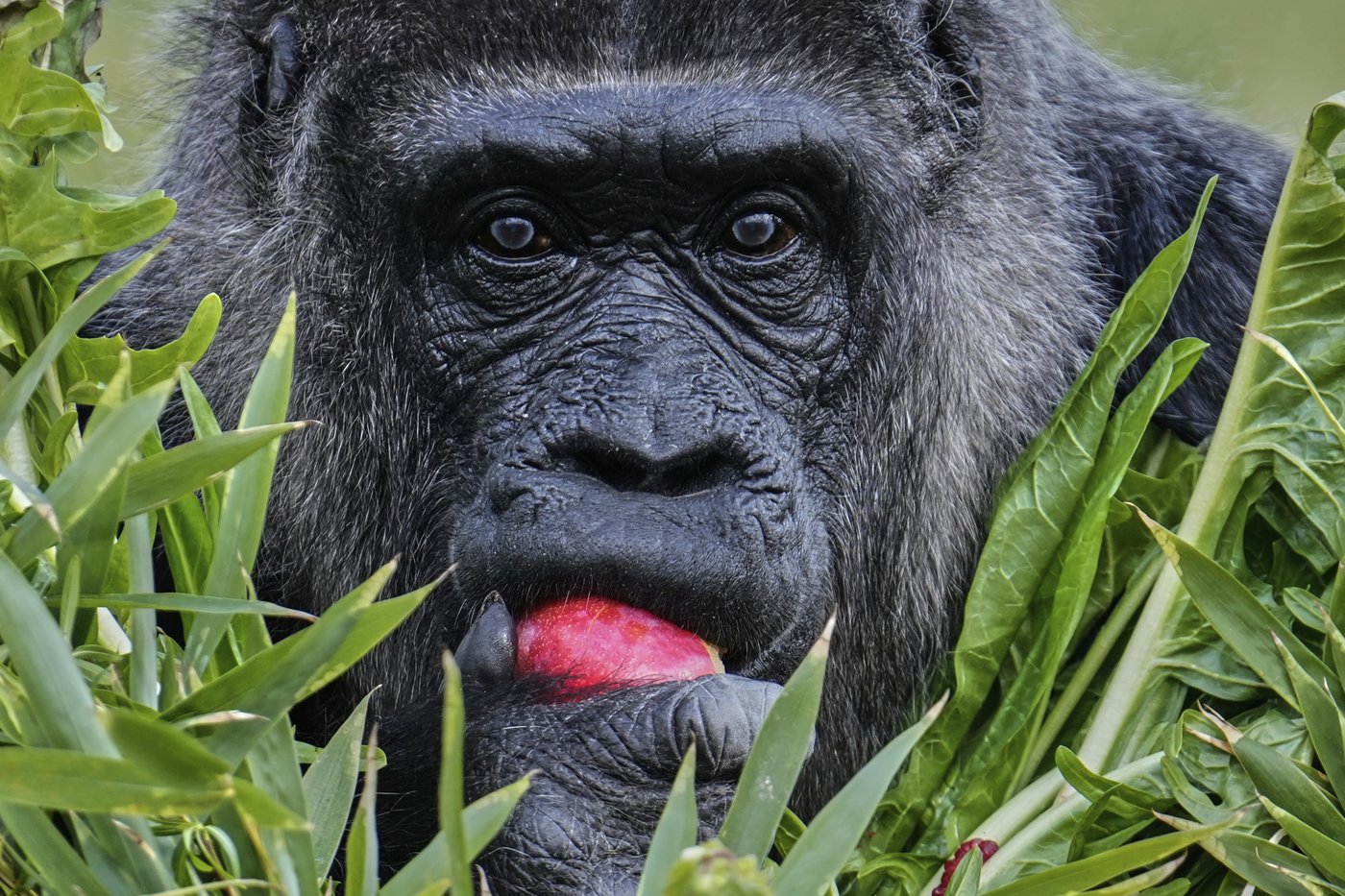 Fatou, the world's oldest gorilla in a zoo, is celebrating her 68th birthday in Berlin | iNFOnews.ca