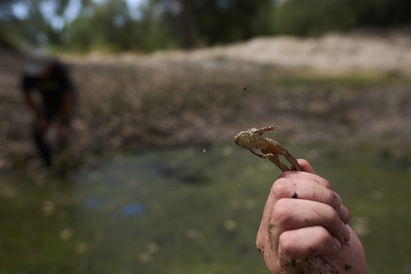 Photos of red-legged frog, which conservationists are working to restore to its California habitat | iNFOnews.ca