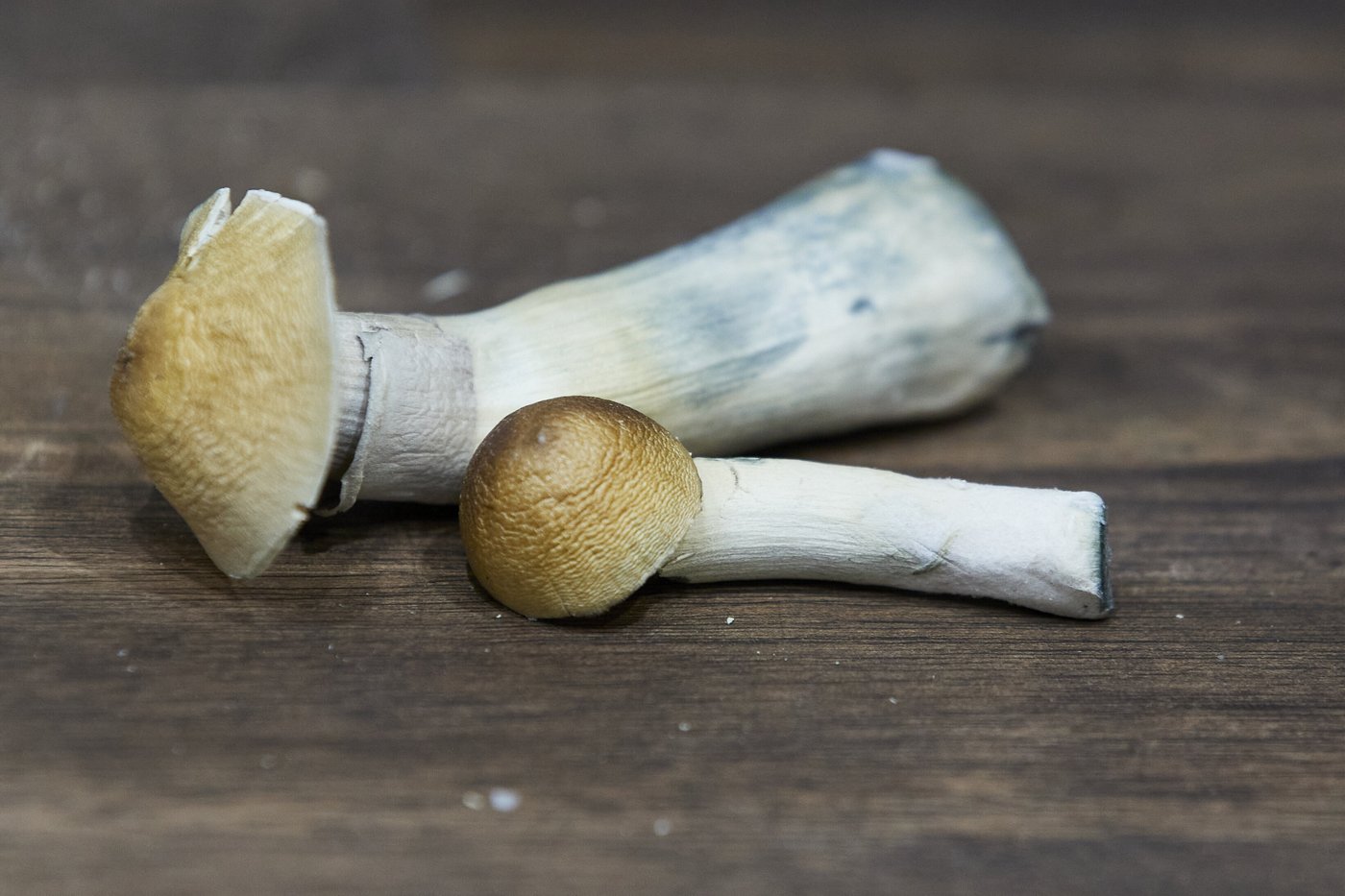 A growing number of Oregon cities vote to ban psychedelic mushroom compound psilocybin | iNFOnews.ca