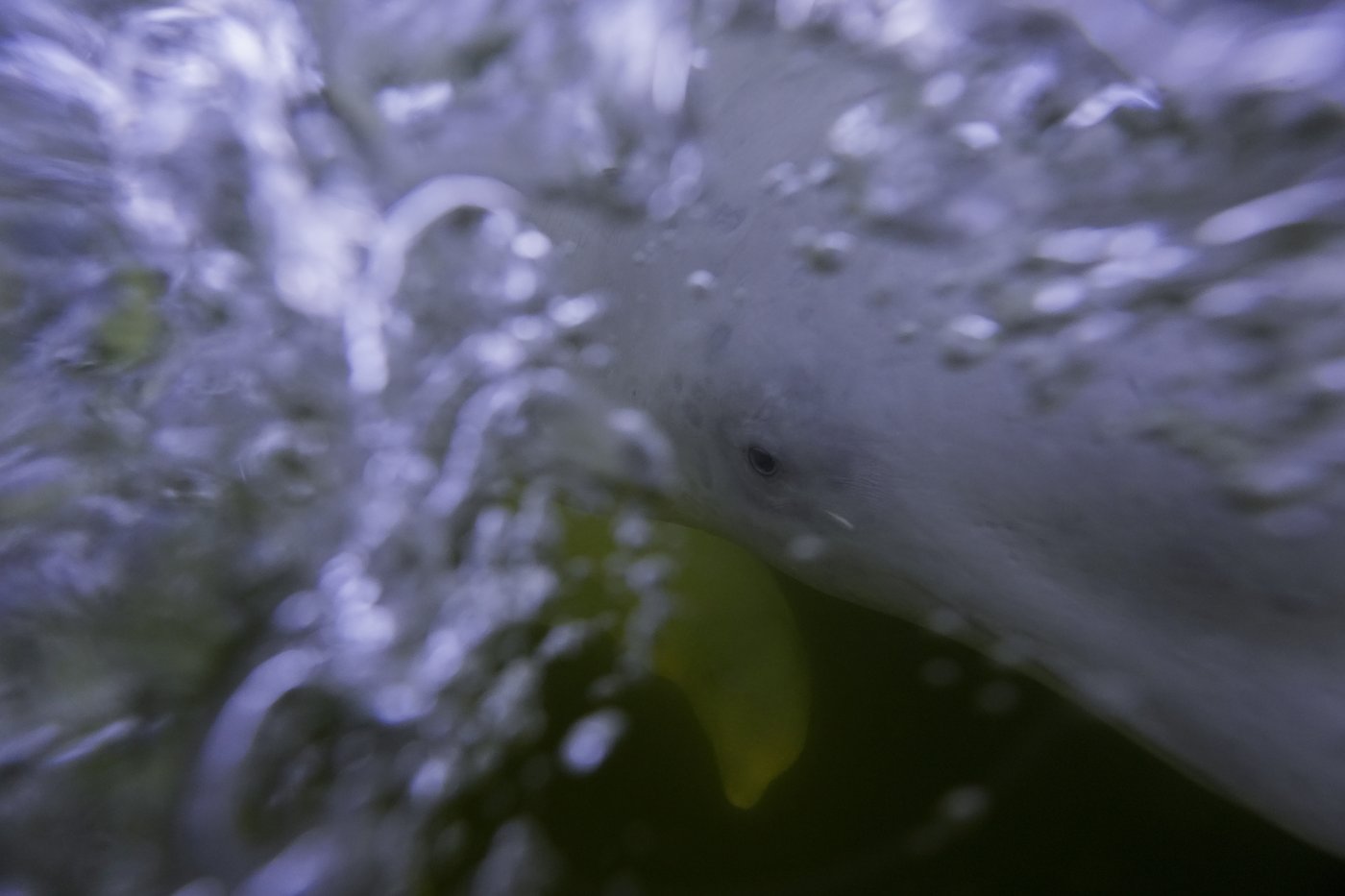 Offering a dose of healing, curious beluga whales frolic in a warming Hudson Bay | iNFOnews.ca