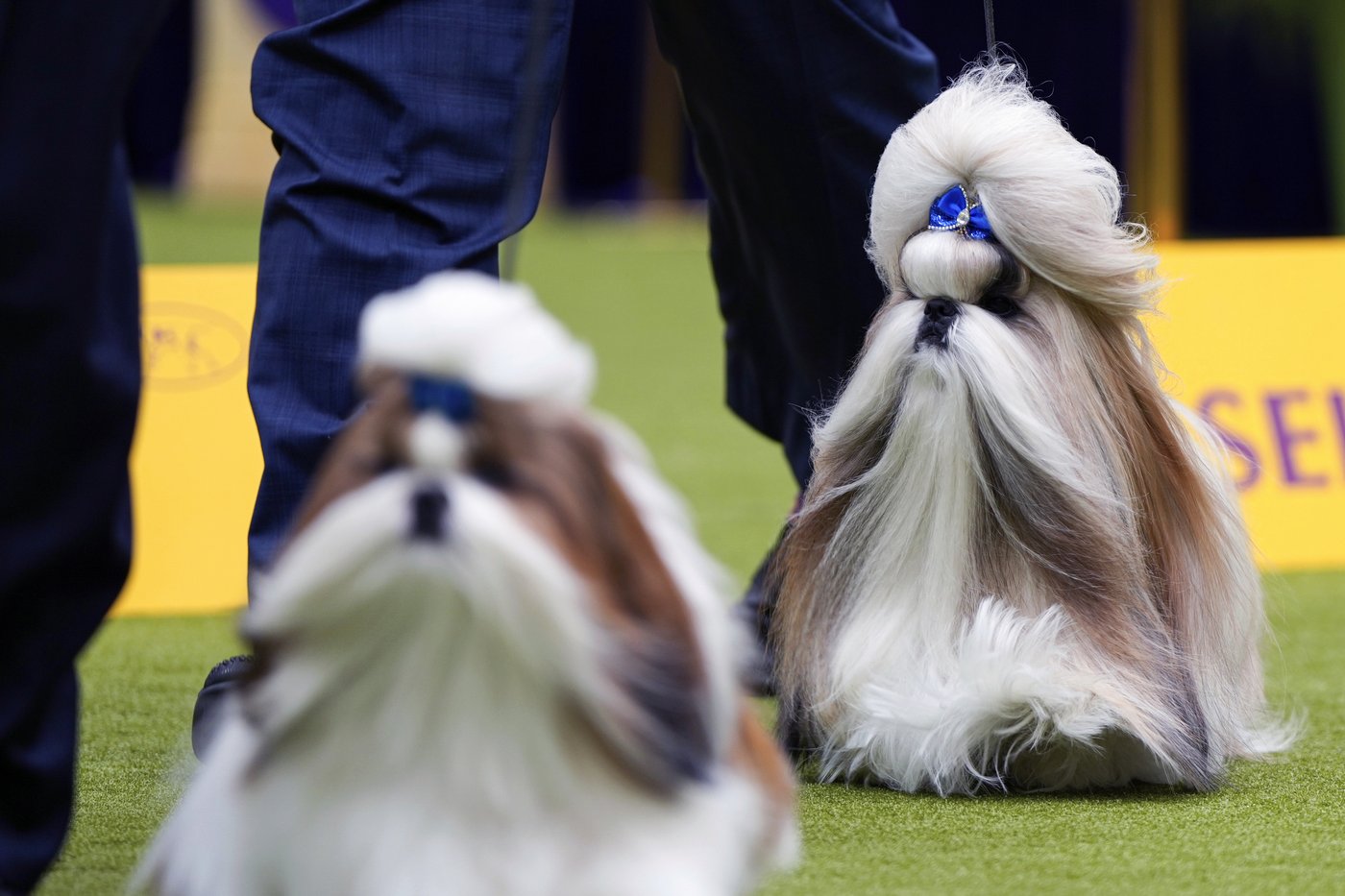 Westminster Kennel Club sets plans for its 150th dog show next year | iNFOnews.ca Westminster Kennel Club sets plans for its 150th dog show next year | iNFOnews.ca