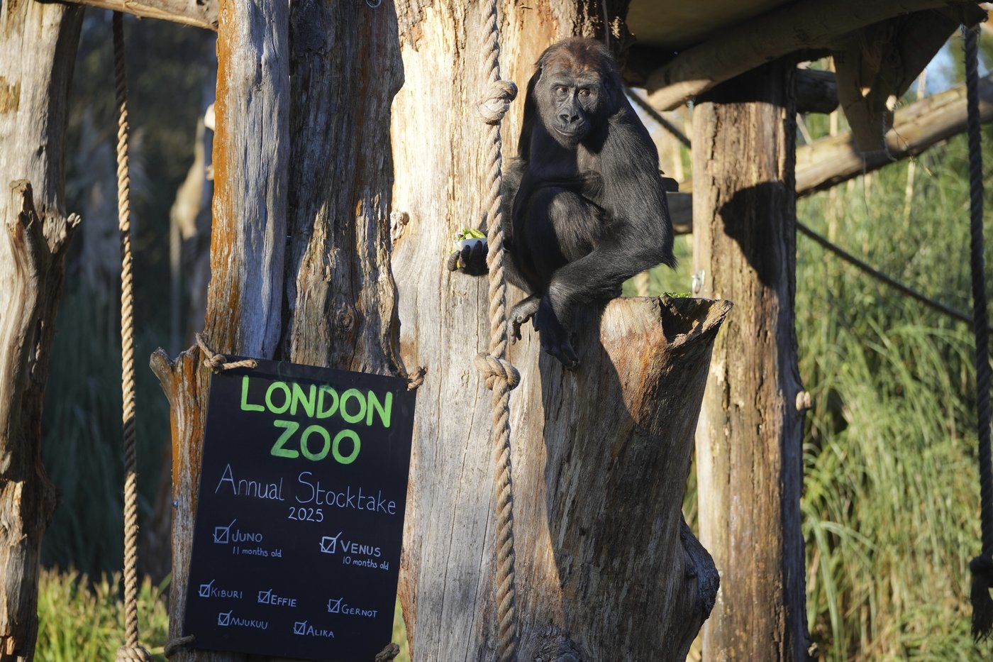 London Zoo's residents are counted in their annual stocktake, including 2 baby gorillas | iNFOnews.ca