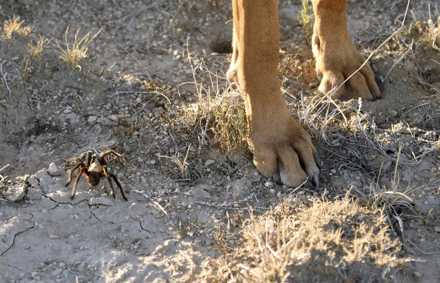 Spider lovers scurry to Colorado town in search of mating tarantulas and community | iNFOnews.ca