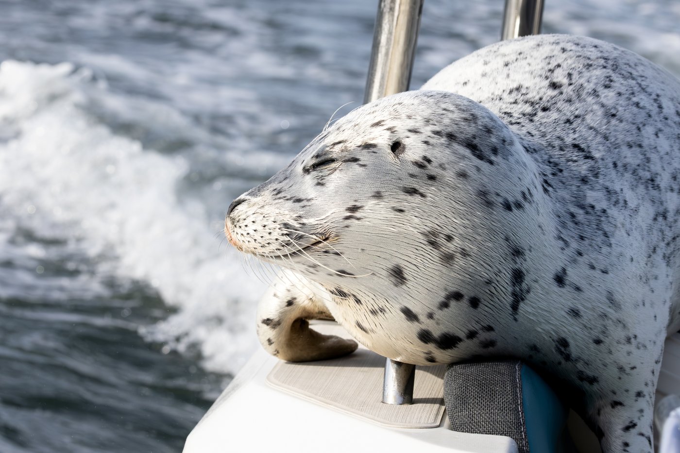 Seal escapes orca hunt by jumping onto photographer's boat | iNFOnews.ca Seal escapes orca hunt by jumping onto photographer's boat | iNFOnews.ca
