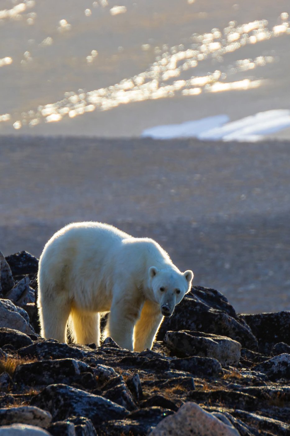Worker interested in taking polar bear photos at Nunavut site before he was killed | iNFOnews.ca Worker interested in taking polar bear photos at Nunavut site before he was killed | iNFOnews.ca