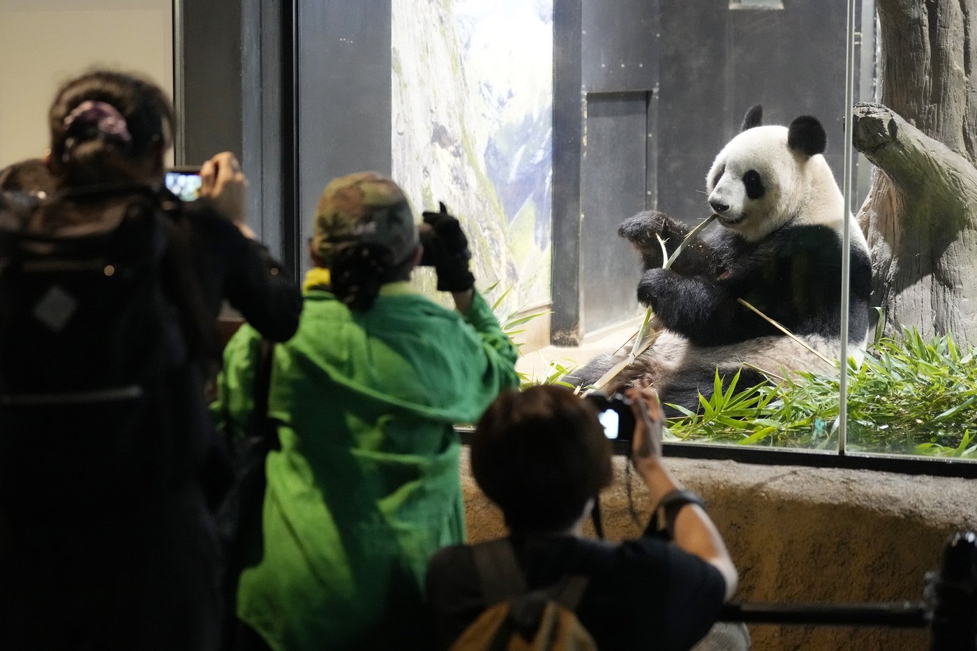 Japanese fans bid farewell to beloved panda pair before their return to China | iNFOnews.ca Japanese fans bid farewell to beloved panda pair before their return to China | iNFOnews.ca