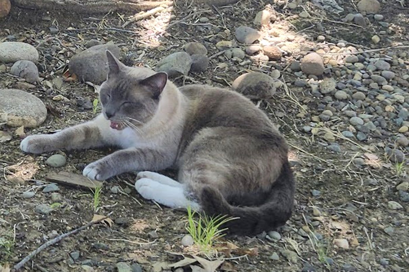 A lost cat's mysterious 2-month, 900-mile journey home to California | iNFOnews.ca A lost cat's mysterious 2-month, 900-mile journey home to California | iNFOnews.ca