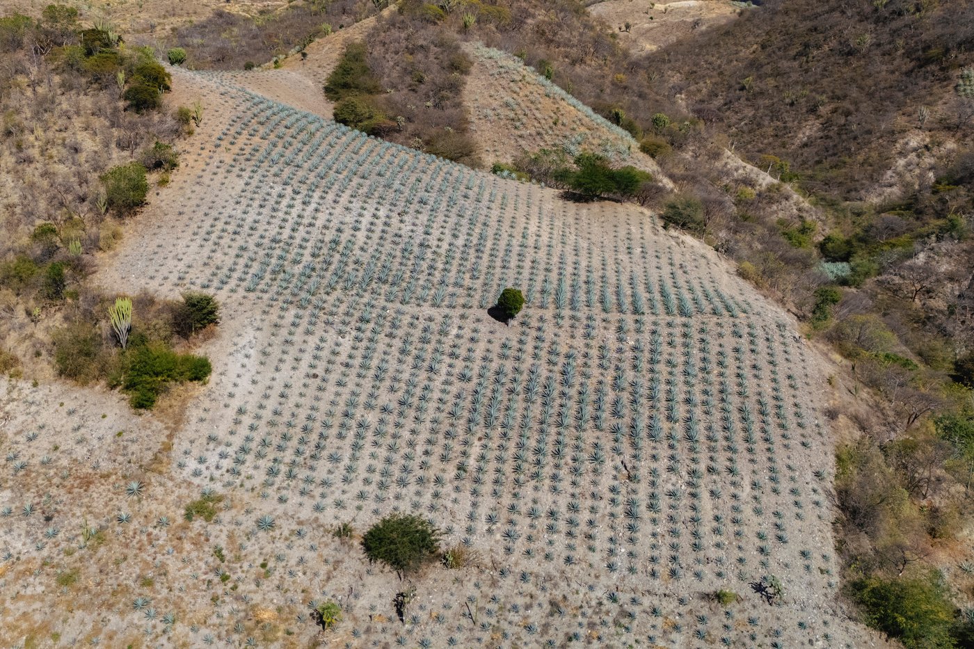 See how mezcal is made in Mexico | iNwine See how mezcal is made in Mexico | iNwine
