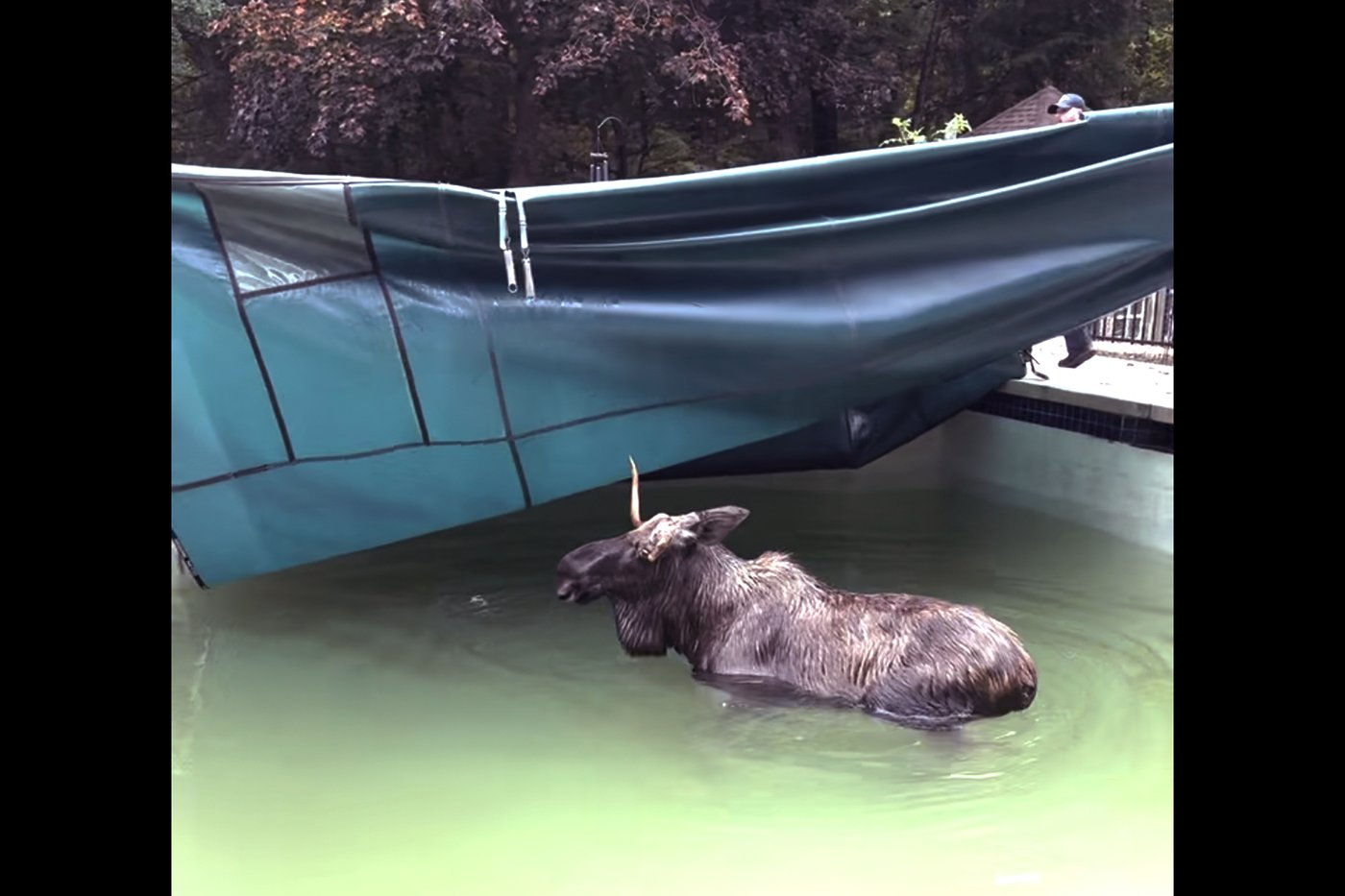 There's a moose on the loose - in a New Hampshire swimming pool | iNFOnews.ca There's a moose on the loose - in a New Hampshire swimming pool | iNFOnews.ca