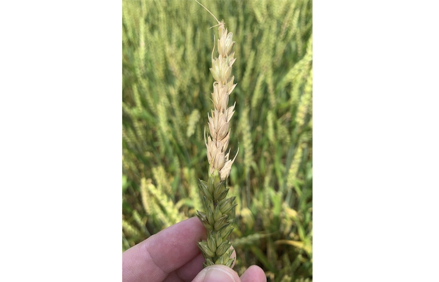 What is Fusarium graminearum, the fungus US authorities say was smuggled in from China? | iNFOnews.ca