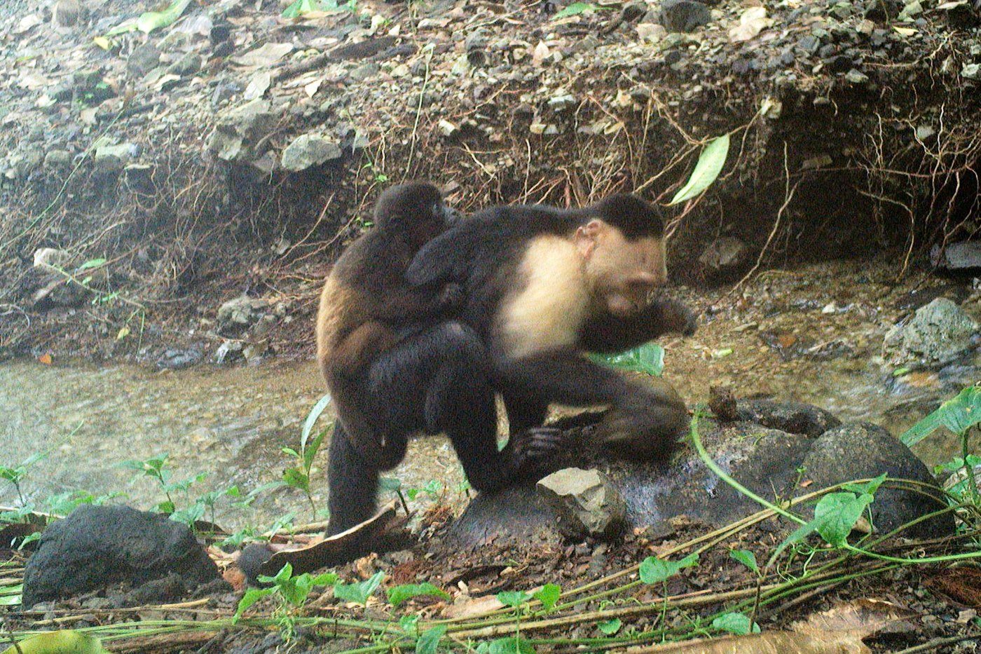 Caught on camera, capuchin monkeys kidnap howler monkey babies | iNFOnews.ca Caught on camera, capuchin monkeys kidnap howler monkey babies | iNFOnews.ca