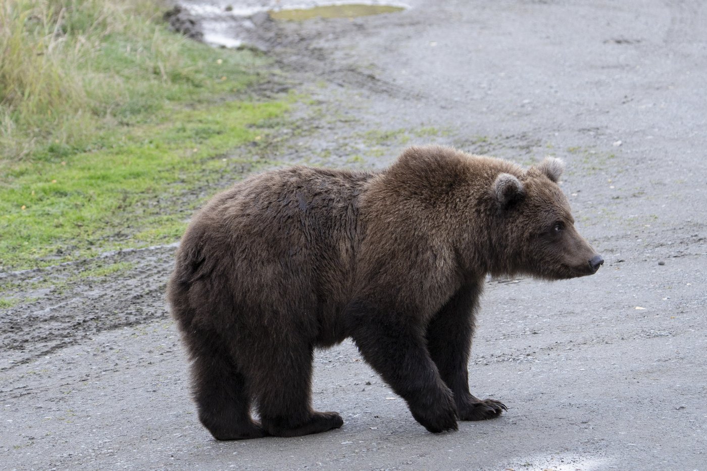The chunkiest of chunks face off in Alaska's Fat Bear Week | iNFOnews.ca