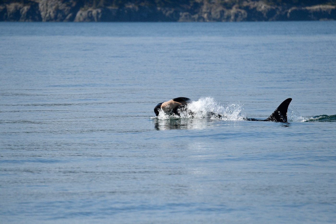 Once again, an endangered orca in Washington state is seen carrying a dead calf | iNFOnews.ca