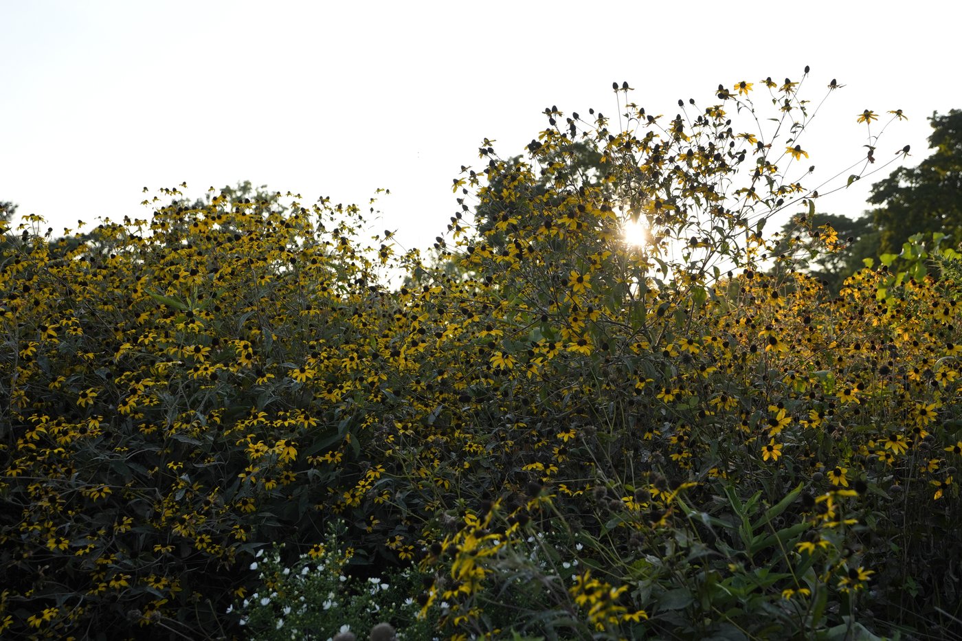 Urban communities that lack shade sizzle when it's hot. Trees are a climate change solution | iNFOnews.ca