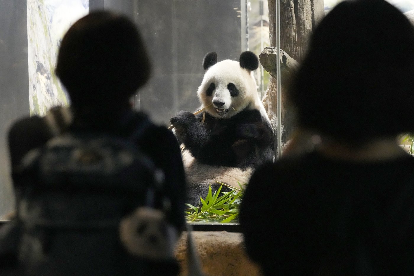 Japanese fans bid farewell to beloved panda pair before their return to China | iNFOnews.ca Japanese fans bid farewell to beloved panda pair before their return to China | iNFOnews.ca