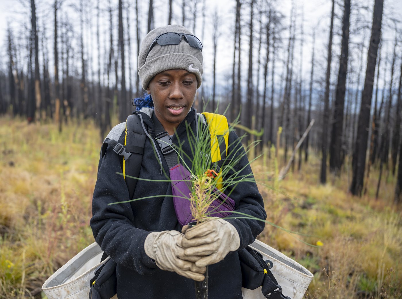 Volunteers help seedlings take root as New Mexico attempts to recover from historic wildfire | iNFOnews.ca