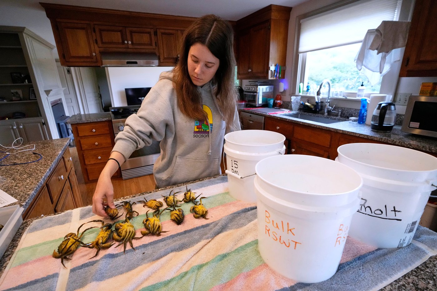 Invasive green crabs are bad for the environment, so New Englanders are starting to eat more of them | iNwine Invasive green crabs are bad for the environment, so New Englanders are starting to eat more of them | iNwine
