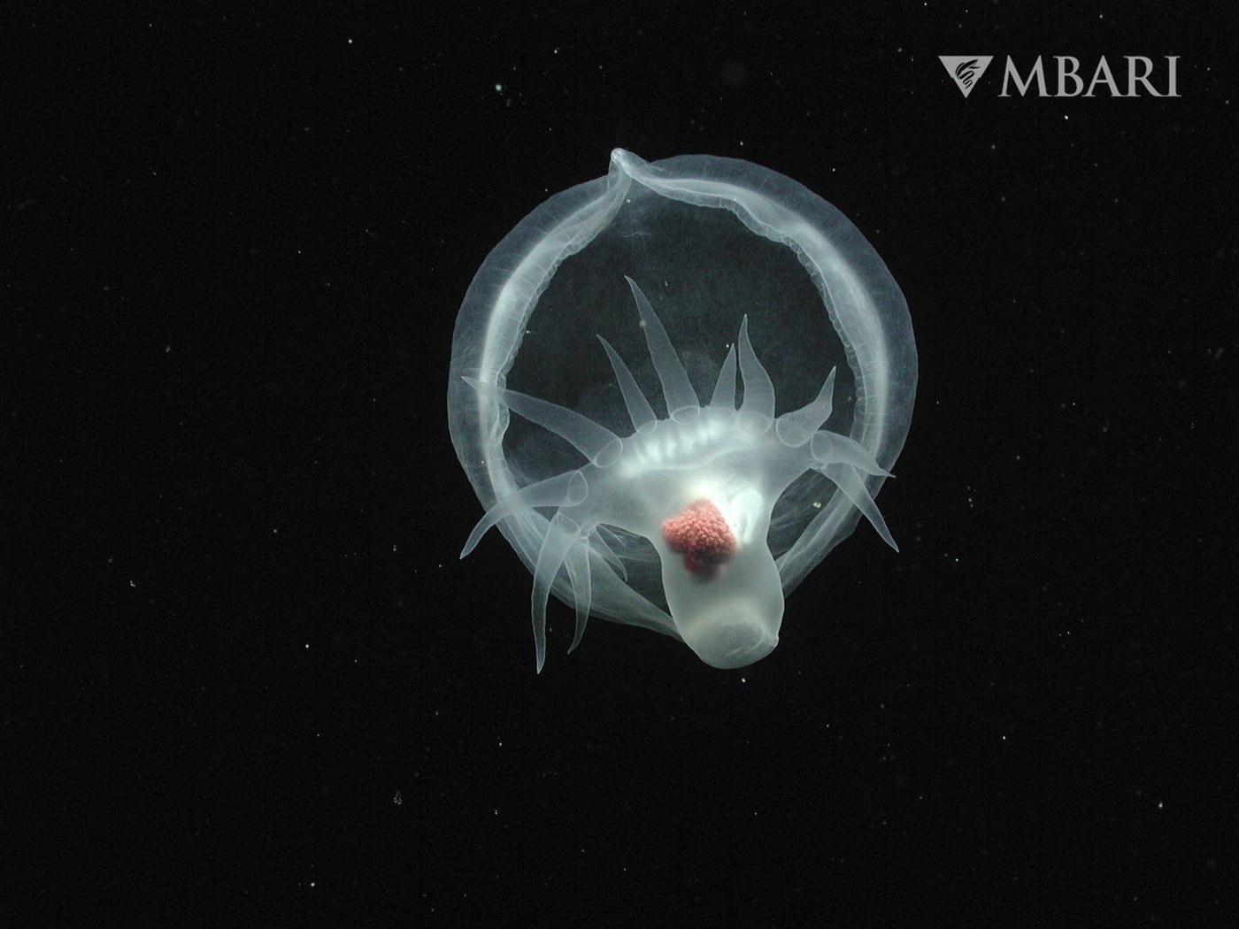 California researchers discover mysterious, gelatinous new sea slug | iNFOnews.ca California researchers discover mysterious, gelatinous new sea slug | iNFOnews.ca