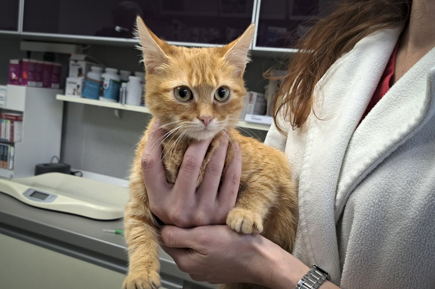 Ukrainian man fleeing war rescued with his kitten on a perilous journey through Romanian mountains | iNFOnews.ca Ukrainian man fleeing war rescued with his kitten on a perilous journey through Romanian mountains | iNFOnews.ca
