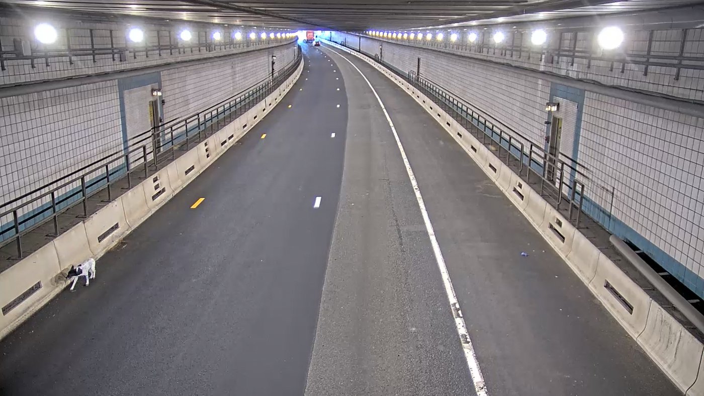 Wrong-way rover: Dog is rescued from a busy Boston tunnel during rush hour | iNFOnews.ca Wrong-way rover: Dog is rescued from a busy Boston tunnel during rush hour | iNFOnews.ca