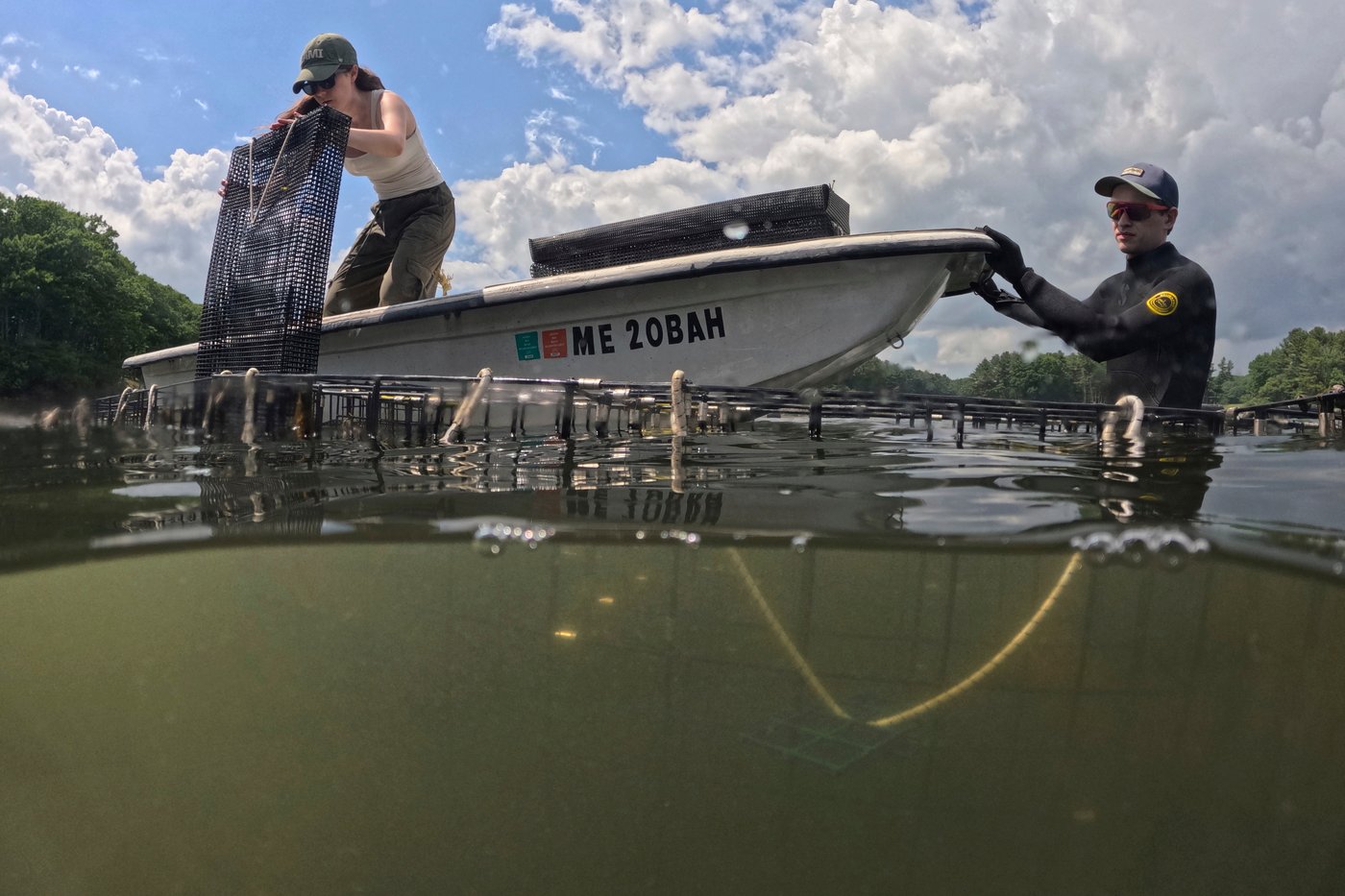 Invasive green crabs are bad for the environment, so New Englanders are starting to eat more of them | iNwine Invasive green crabs are bad for the environment, so New Englanders are starting to eat more of them | iNwine