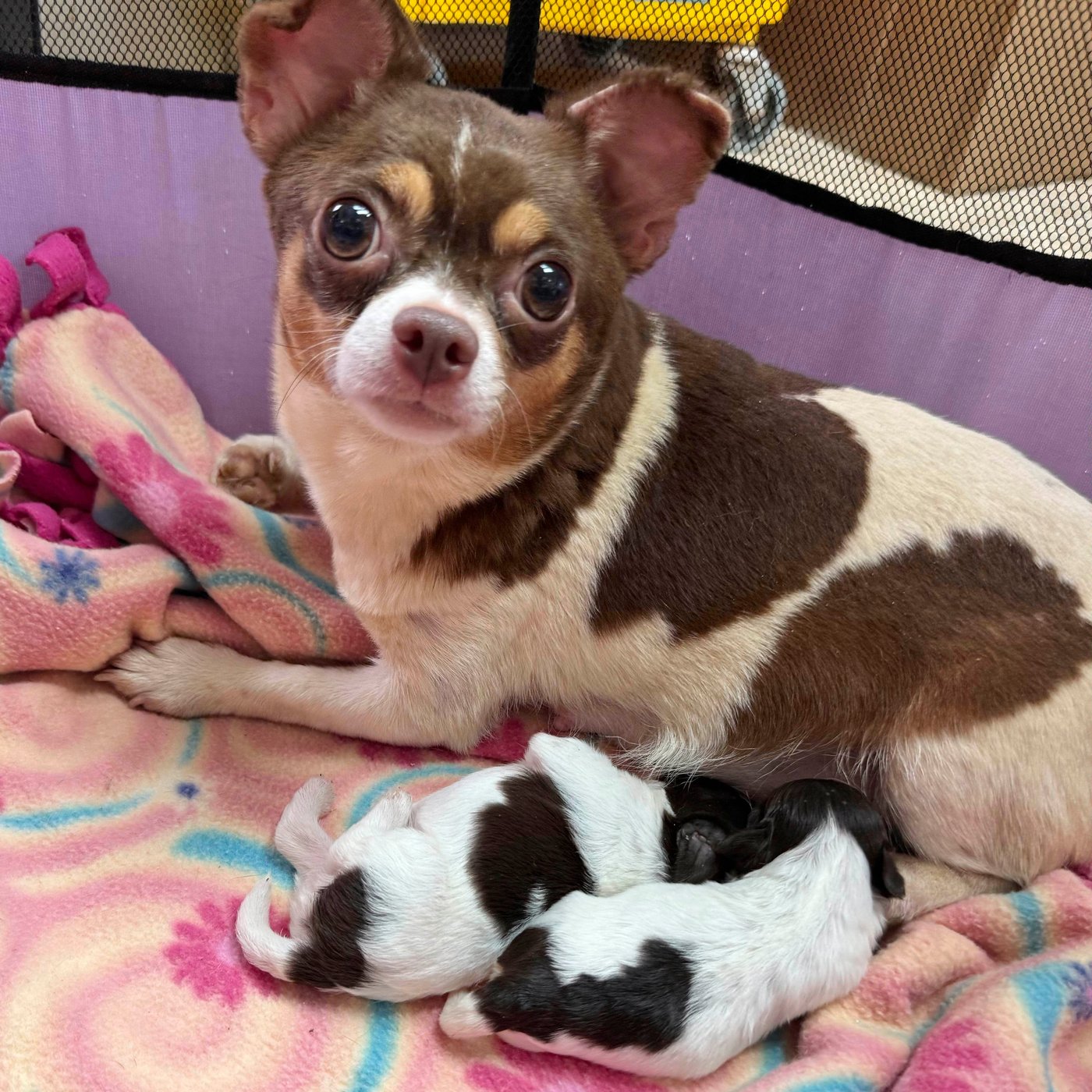 101 dogs living in packed, filthy conditions removed from North Carolina home | iNFOnews.ca 101 dogs living in packed, filthy conditions removed from North Carolina home | iNFOnews.ca