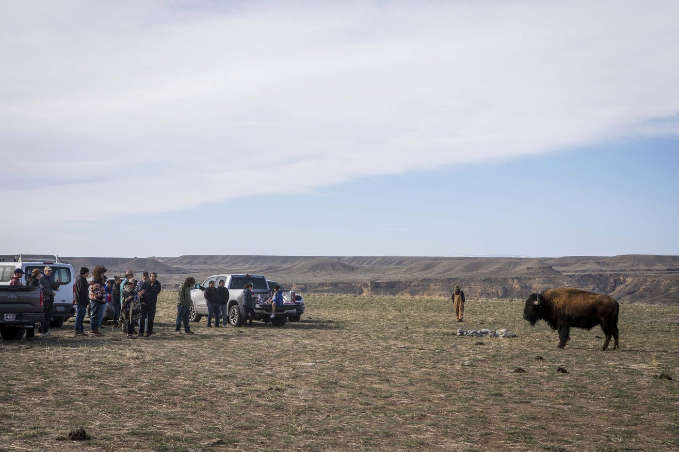 In Wyoming, the Eastern Shoshone tribe decided to classify buffalo as wildlife. Here is why | iNFOnews.ca In Wyoming, the Eastern Shoshone tribe decided to classify buffalo as wildlife. Here is why | iNFOnews.ca