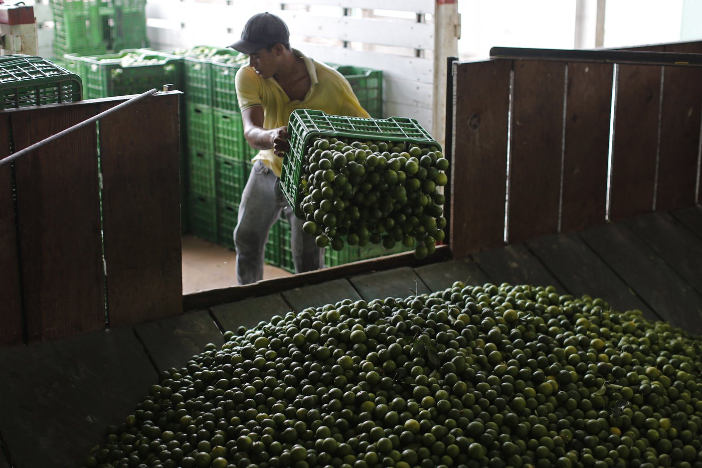 Mexico sends 660 soldiers, National Guard to protect lime growers suffering extortion by cartels | iNFOnews.ca Mexico sends 660 soldiers, National Guard to protect lime growers suffering extortion by cartels | iNFOnews.ca